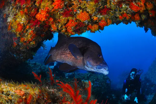 神津島　ファンダイビング　長浜作根