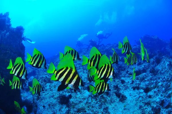 神津島　ファンダイビング　南兵エ山
