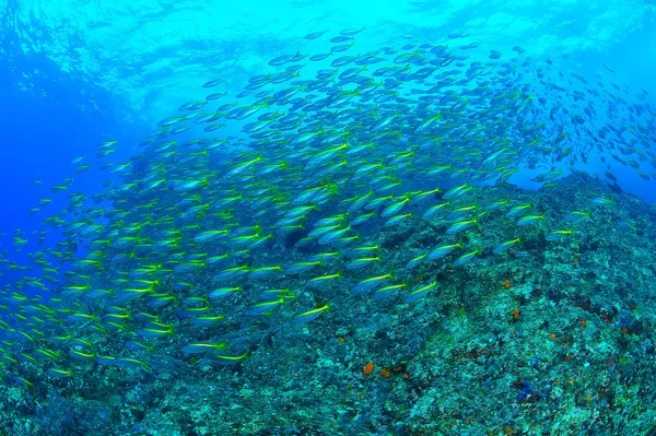 神津島　ファンダイビング　裏作根