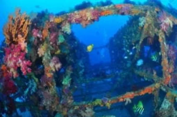 神津島　ファンダイビング　ジャングルジム