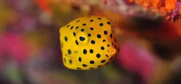 ダイビングにおける安全対策について