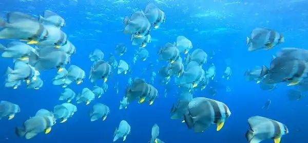 ダイビングにおける安全対策について