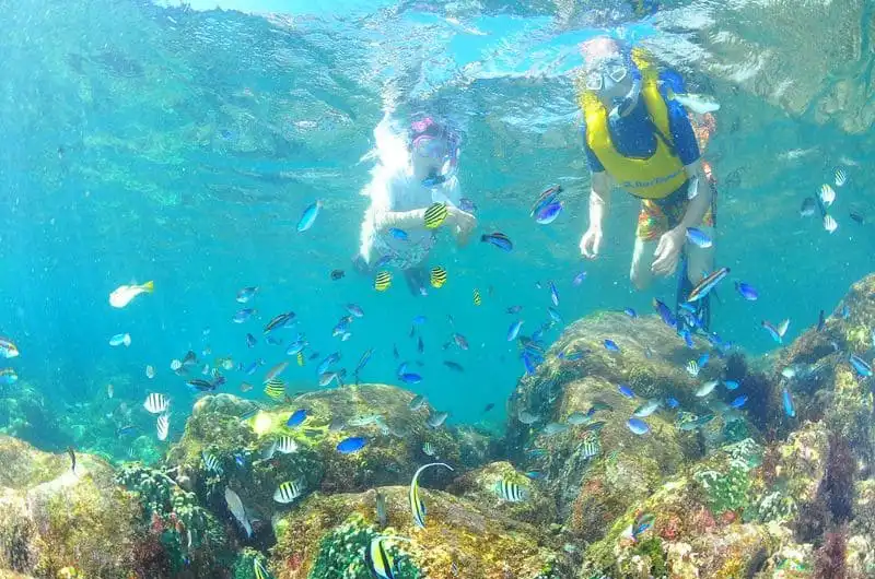 カラフルな魚とシュノーケリングを行う人