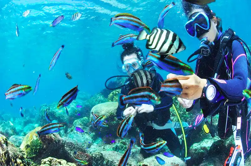 カラフルな魚とダイバー